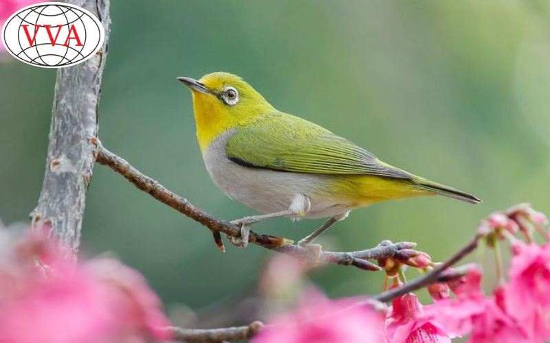 Hình 5: Chim Vành Khuyên 